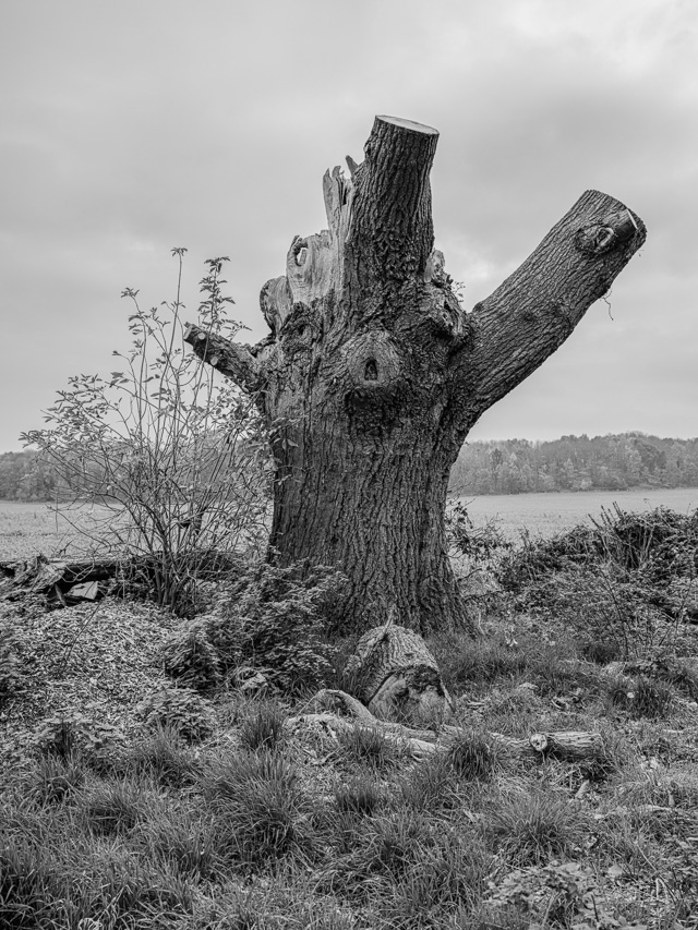 Stump